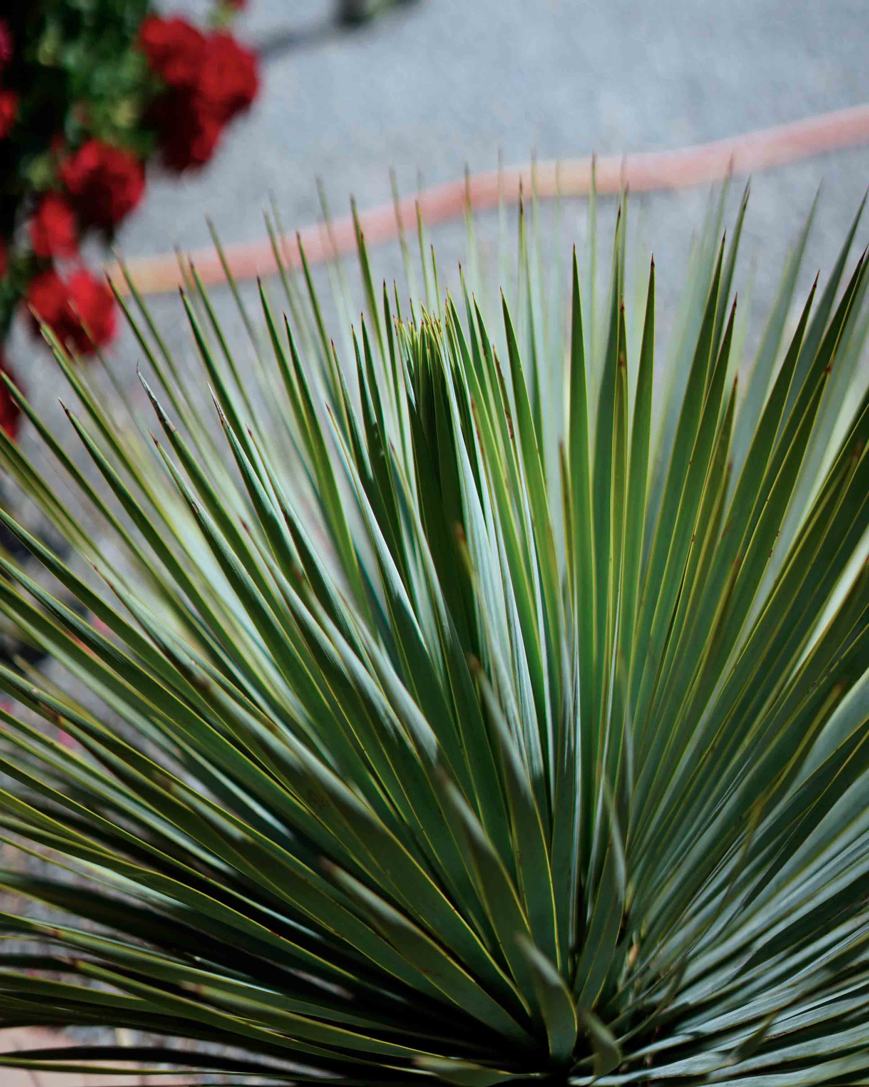 yucca rostrata