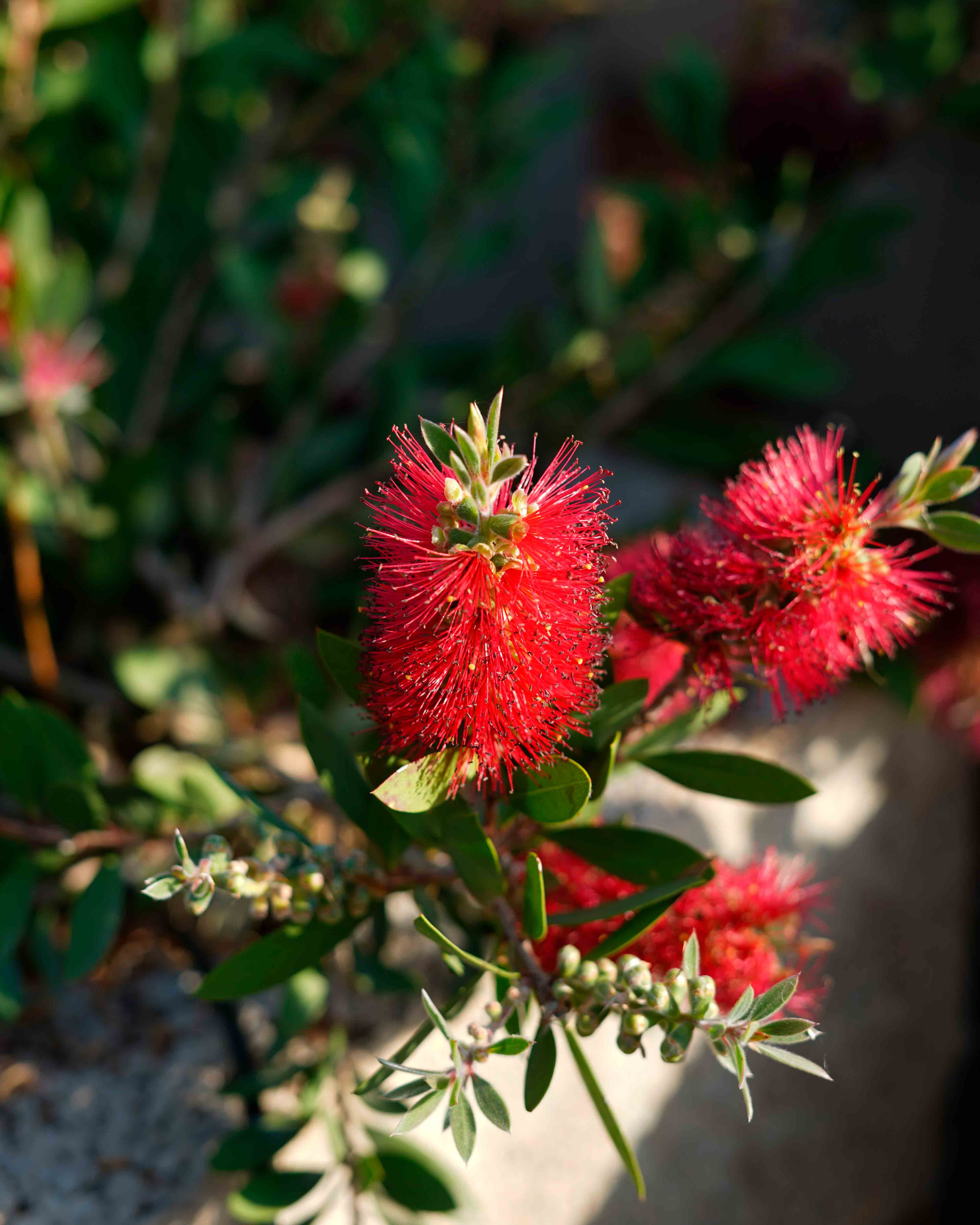 callistemon