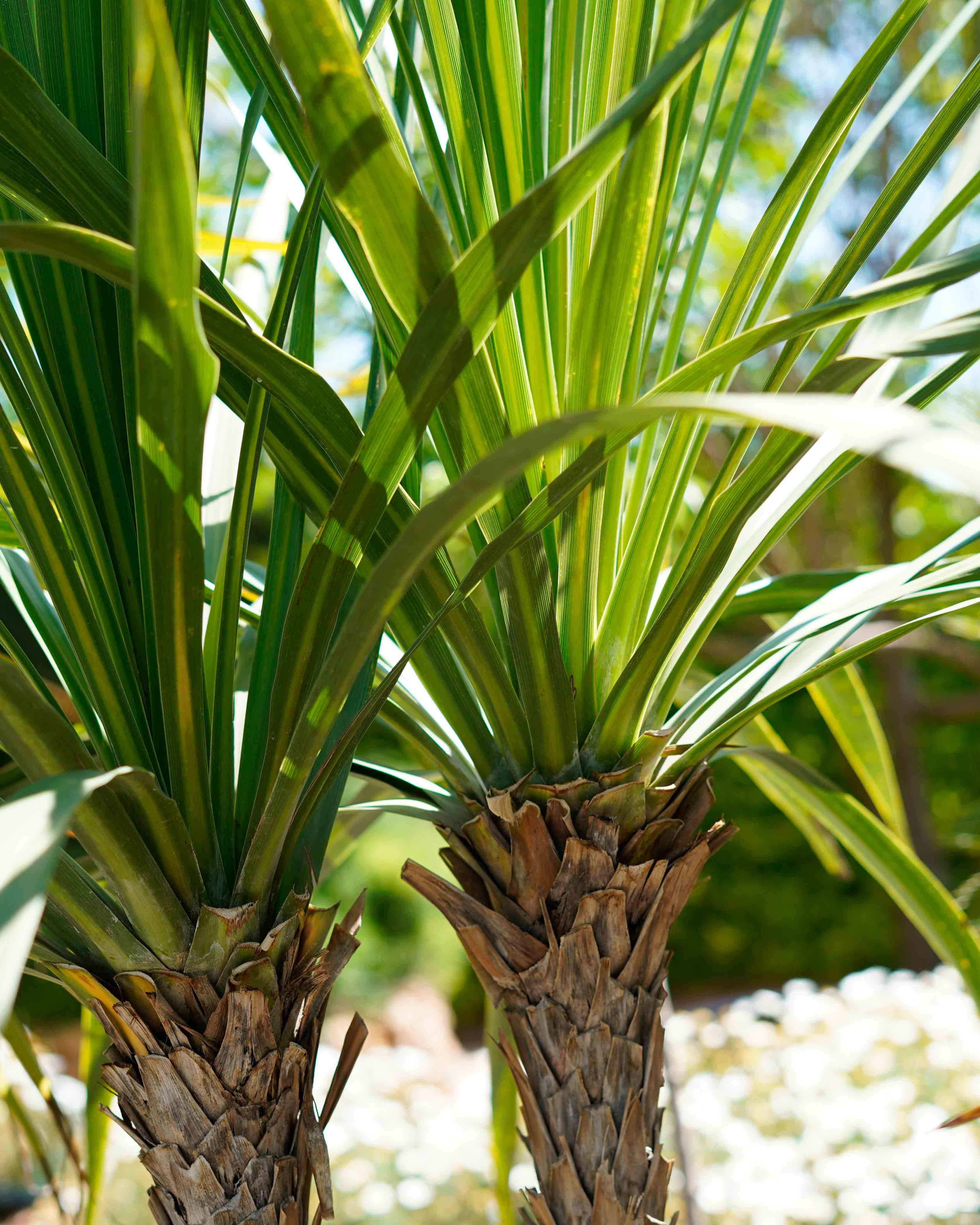 cordyline