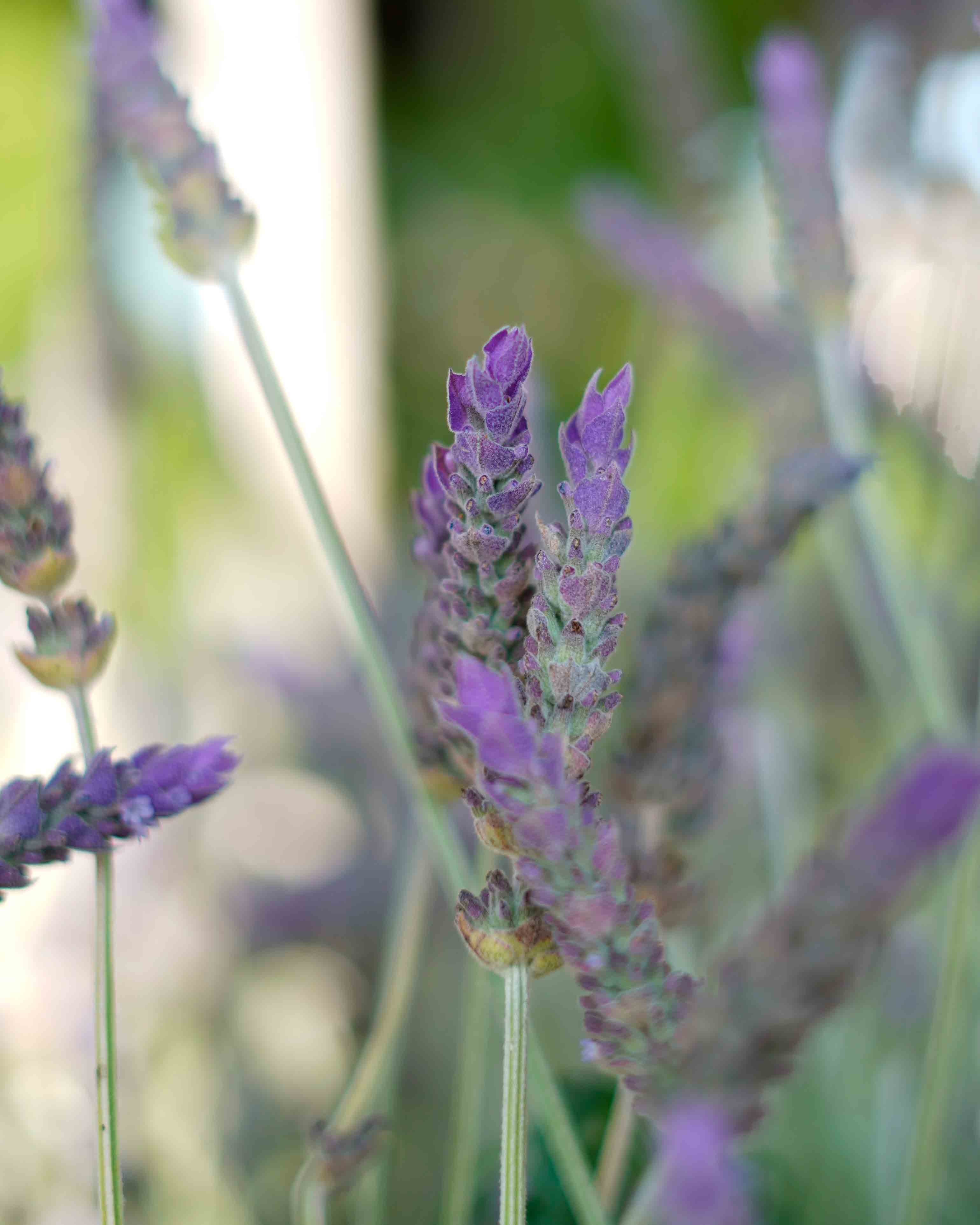 lavanda
