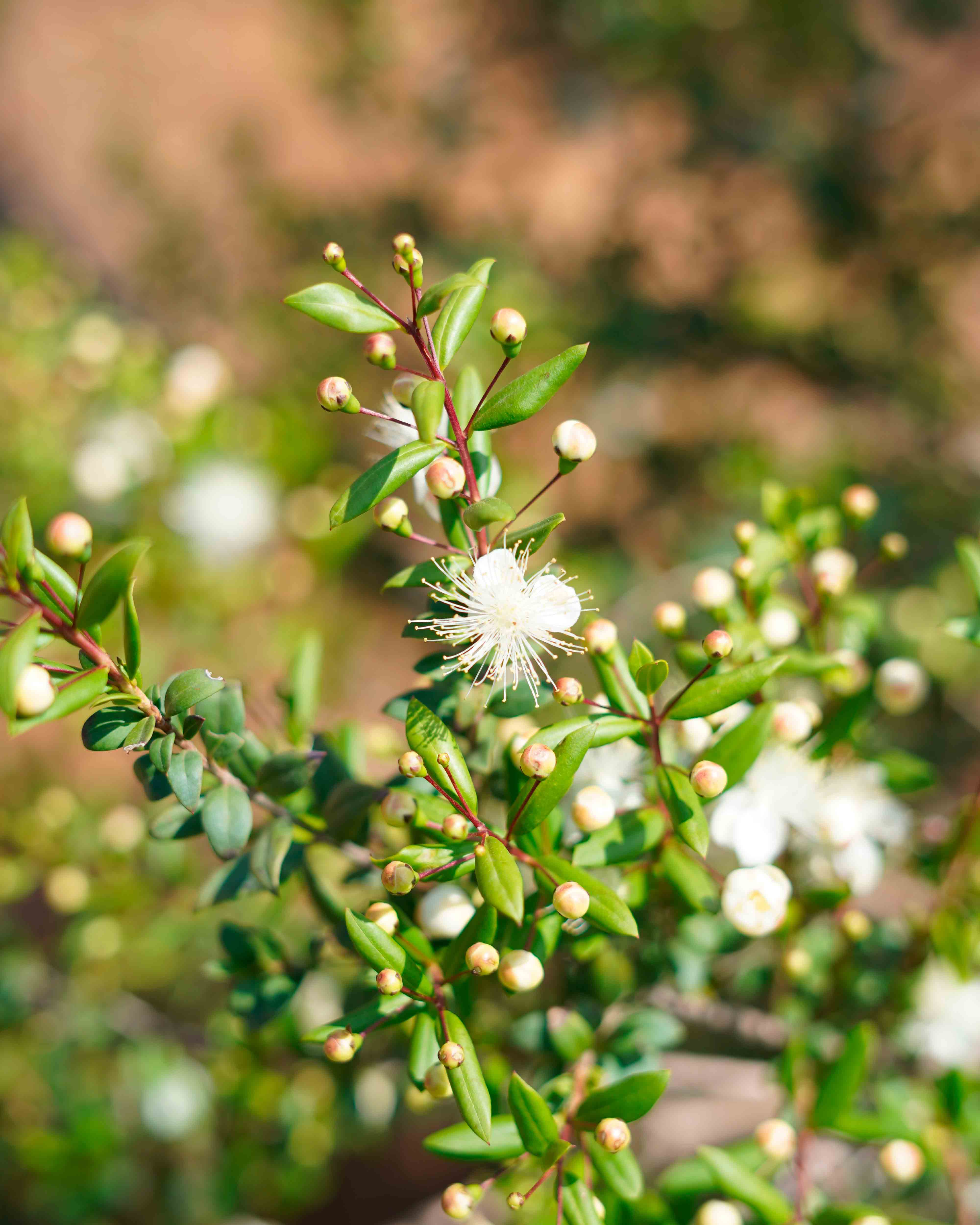 myrtus